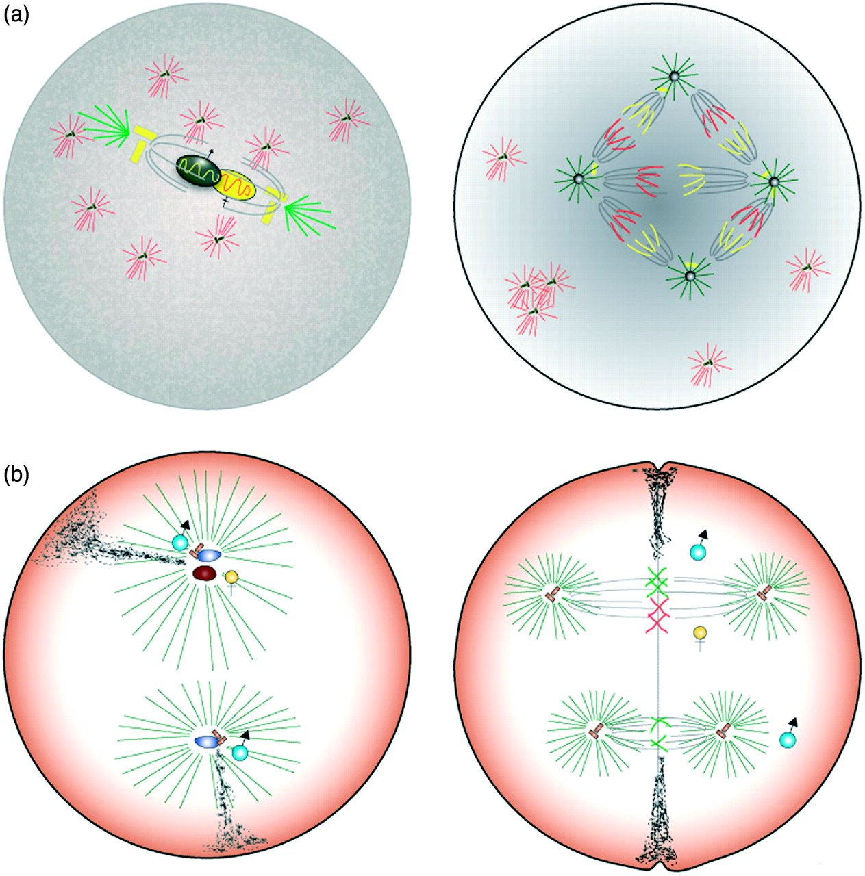 fertilization sea-urchin